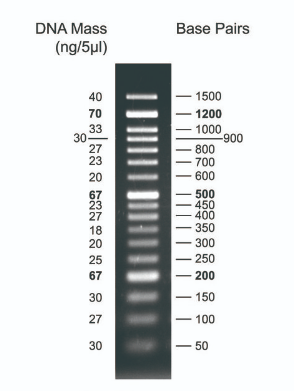 ladder-50
